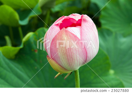 蓮花 23027880