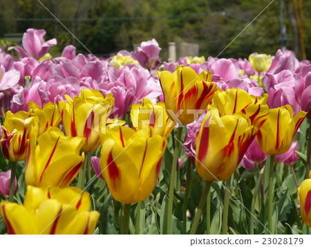鬱金香興起 23028179