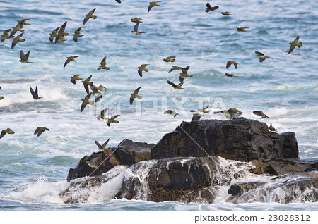 Northern Sea of Japan Sea 23028312