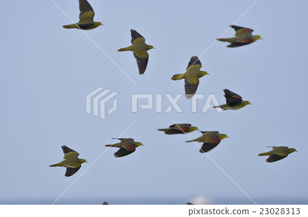 日本北海 23028313