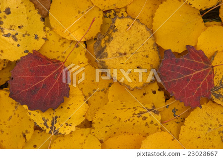 autumn autumn 23028667