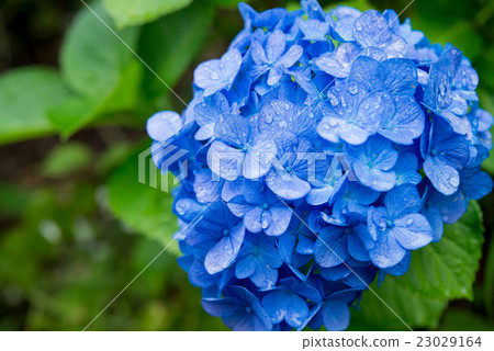 Leaves wet with rain and hydrangeas Leaves wet with rain and hydrangeas 23029164