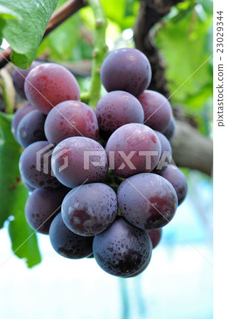 Grape picking 23029344