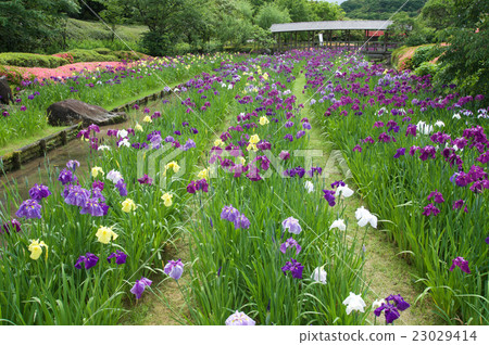 A rainy day, South Paradise · iris garland, blooming brilliantly 23029414