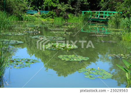 Water lily pond (Hamamatsu Garden Park) 23029563