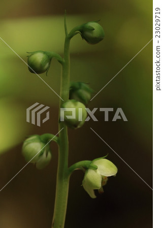 在關東的平原上的天然植物Ichiyakuse似乎在六月初開始開花 23029719