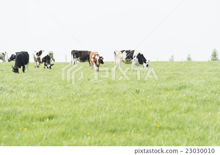 Cattle in grazing (Hokkaido) Cattle in grazing (Hokkaido) 23030010