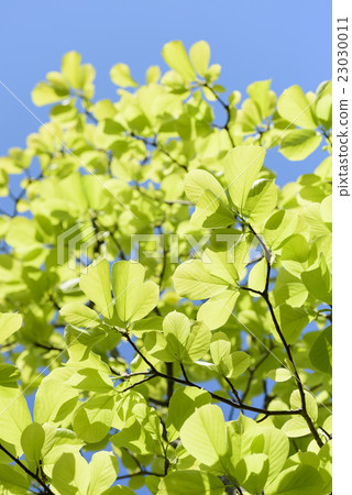 Refreshing fresh green (empty bag) Refreshing fresh green (empty bag) 23030011