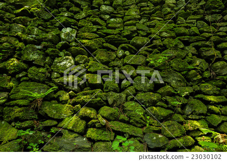 長滿苔蘚的石牆 長滿苔蘚的石牆 23030102