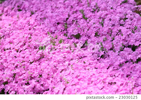 Moss phlox Moss phlox 23030125