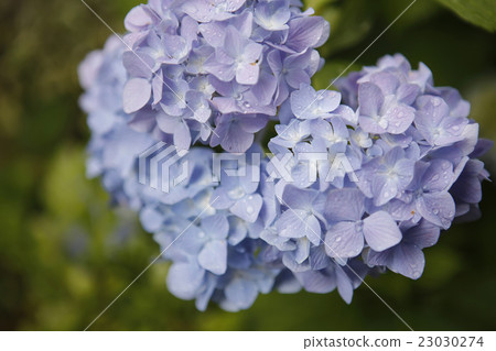 Hydrangea form hydrangea Hydrangea form hydrangea 23030274