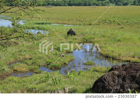 Venus Line Kirigamine Yashimagahara Wetland 23030387