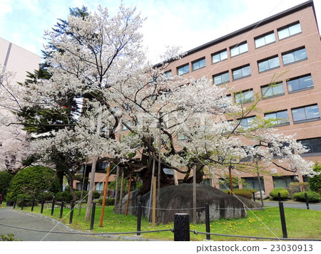 Cherry blossoms in full bloom 23030913