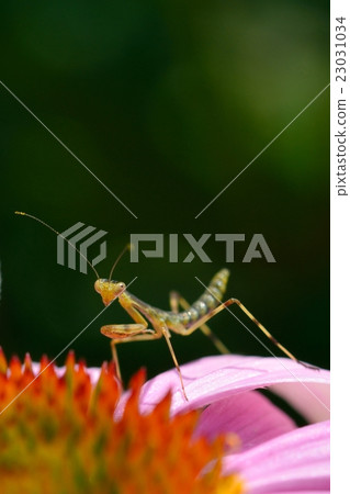 Larva of Mantis and Murasaki Barengiku Larva of Mantis and Murasaki Barengiku 23031034
