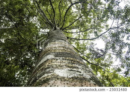 Kauri tree Kauri tree 23031480