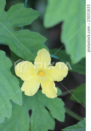 Male flower of goya 02 23031633