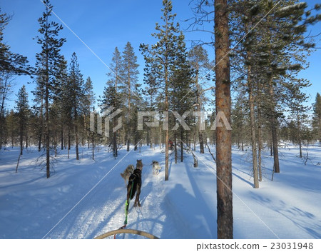 Dog sled Dog sled 23031948