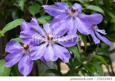 紫花 紫花 23032463