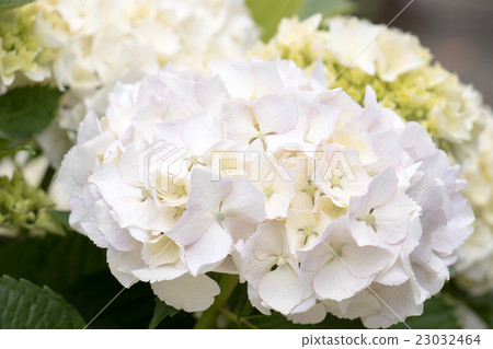 Hydrangea flower coloring Hydrangea flower coloring 23032464