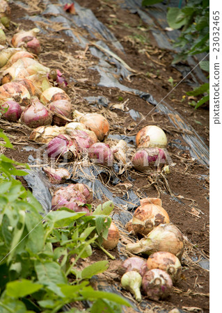 Harvesting field onion Harvesting field onion 23032465