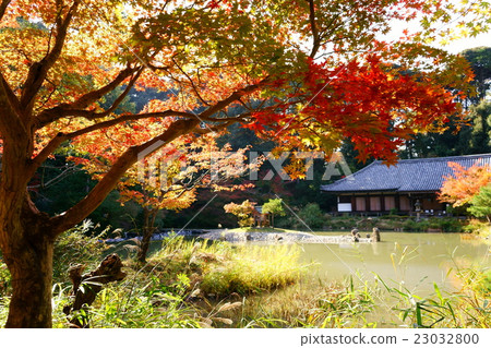 Autumn leaves of Kyoto · Jurori Temple 23032800