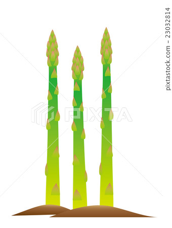Asparagus  23032814