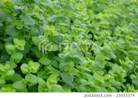 Lemon balm 23033374