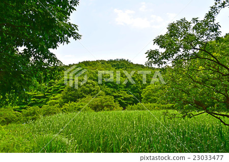 Fresh green forest of the four seasons forest park and Asi moorland Fresh green forest of the four seasons forest park and Asi moorland 23033477