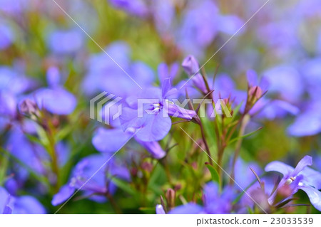 半邊蓮 半邊蓮 23033539