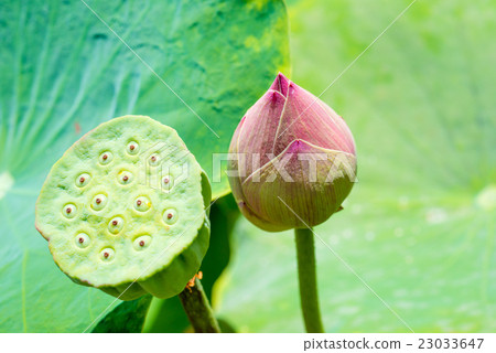 lotus flower lotus flower 23033647