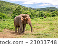 asian elephant in elephant camp 23033748