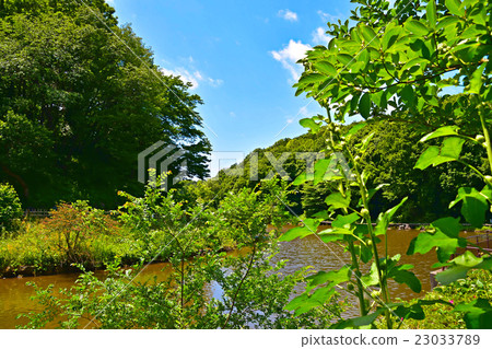藍天和四季森林公園新鮮的綠色森林 藍天和四季森林公園新鮮的綠色森林 23033789