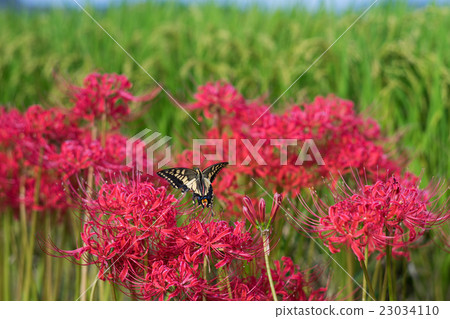 Higanbana花季 23034110