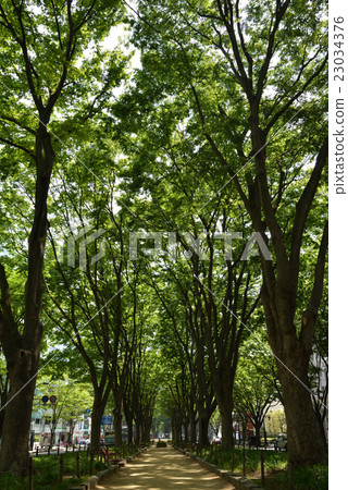Zenzoji Toge zelkova trees 23034376