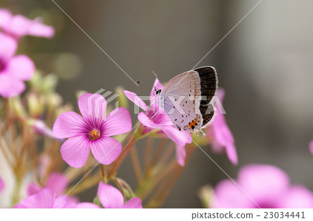 A break A break 23034441