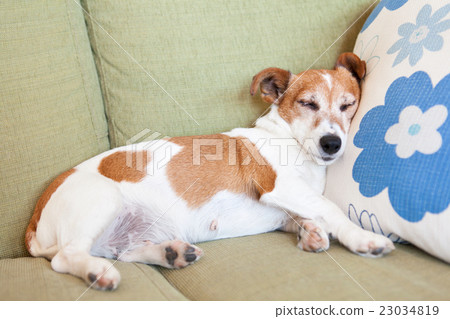 Nap a cushion in a pillow 23034819