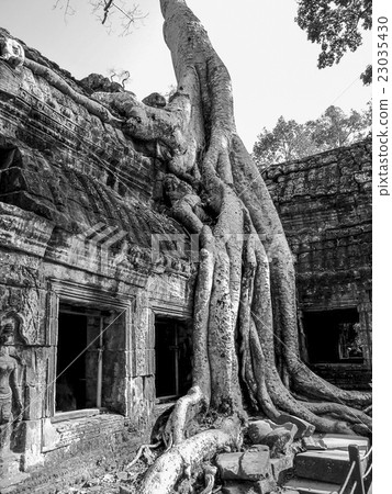 Ta Prohm temple, Angkor Wat, Cambodia 23035430