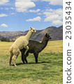 Black and white llama mating in Cusco 23035434
