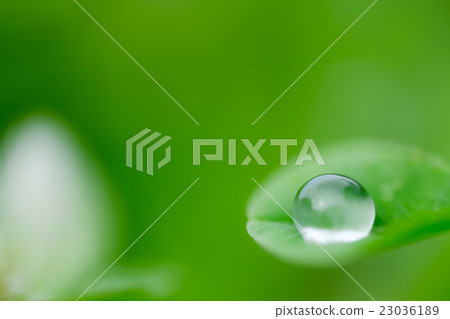 露水(7) 露水(7) 23036189