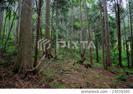 檜木的天然森林隱藏的莊園阿吉山谷 23039300