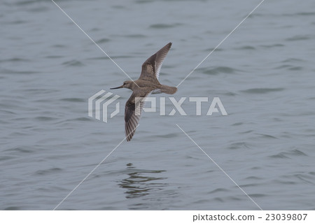 Horse bush flying over the estuary 23039807