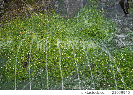 三島梅花藻 23039940