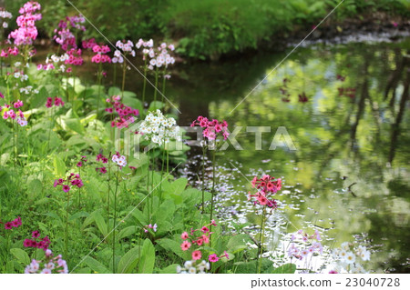 Clinch grass of Oku-Nikko Senju Beach 23040728