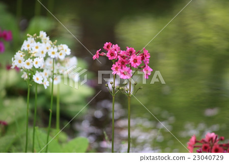 Oku-Nikko Senju海灘的Clinch草 23040729