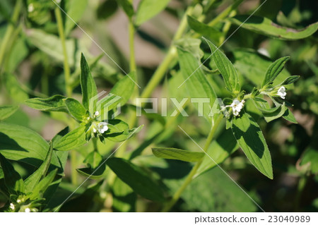 Murasaki (purple root) 23040989