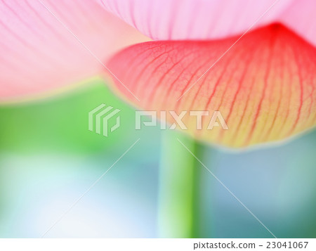 蓮花漂亮的花瓣 蓮花漂亮的花瓣 23041067