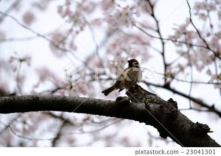 櫻花和麻雀 櫻花和麻雀 23041301