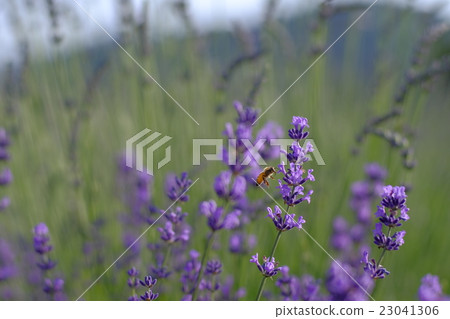 Lavender and bees Lavender and bees 23041306