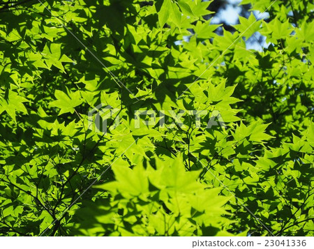Blue maple 23041336