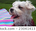 Maltese 23041413